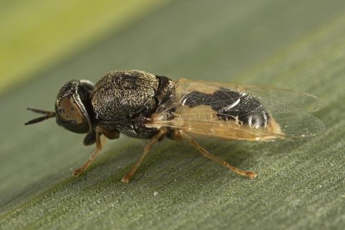 Réf. 261 809 : Oplodontha viridula